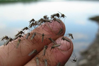Фотография к новости: Стало известно сколько денег потратят на борьбу с гнусом в Павлодаре