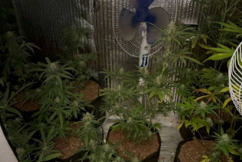 Фитолабораторию по выращиванию голландской конопли развернул у себя дома акмолинец