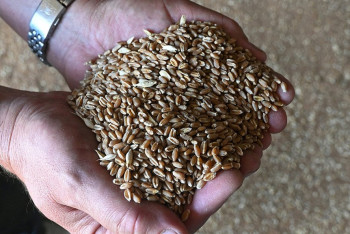 Фотография к новости: Даже на корм не берут: склады костанайских аграриев завалены неклассной пшеницей