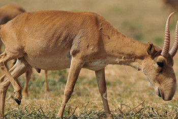 Фотография к новости: В Минэкологии рассказали как происходит управление популяциями сайги