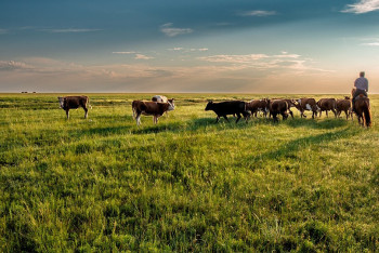 Фотография к новости: Аграриям Павлодарской области предстоит платить налоги за земли в сотни раз больше