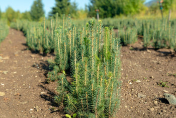 Почему в Казахстане умирают деревья, или как бюджетные деньги высыхают на корню?