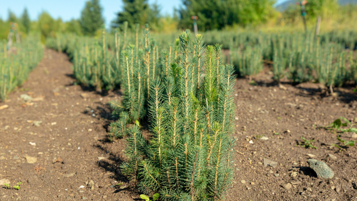 Артем Чурсинов.