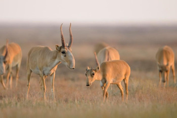 Фотография к новости: Тушёнку из мяса сайгаков начали производить в Аркалыке