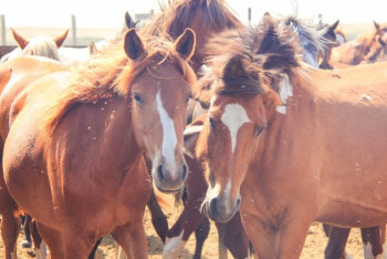 Фотография к новости: Лошади массово гибнут в Павлодарской области