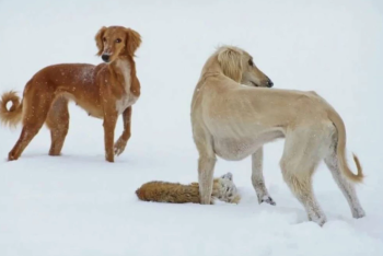 Фотография к новости: "Захлебывались и замерзали": судьбой казахстанских тазы обеспокоены ученые и зоозащитники