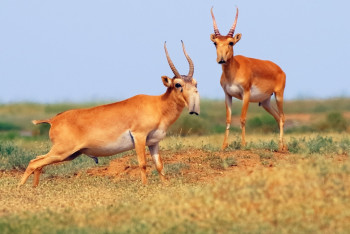 Мясо сайги не повлияет на рынок