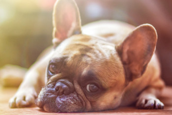 Фотография к новости: Странную болезнь у собак отмечают ветеринары в США