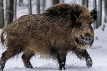 Фотография к новости: Нашествие "суперсвиней" угрожает трём штатам США