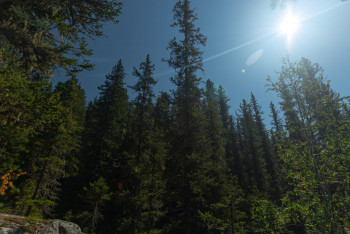 Фотография к новости: Темный лес: как и от кого карагандинские лесники охраняют лесопосадки