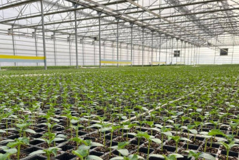 МСХ пересмотрел субсидирование для тепличников