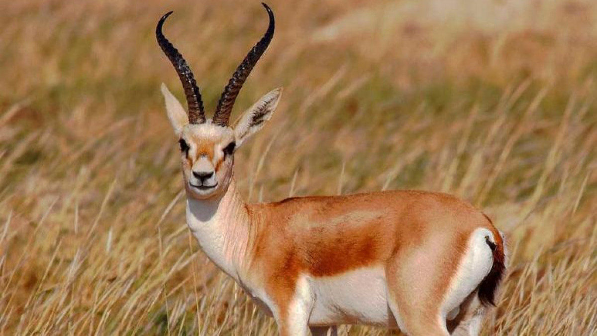 Комитет лесного хозяйства и животного мира Минэкологии РК