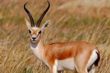 Фотография к новости: Краснокнижных джейранов застрелили в Жамбылской области