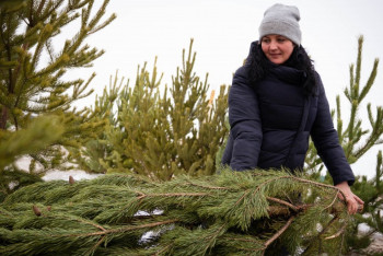 В Костанае начали продавать живые елки