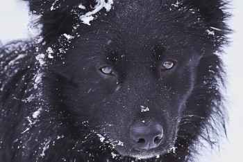 Реабилитационный центр для бездомных животных в Павлодаре едва не замёрз в 30-градусный мороз