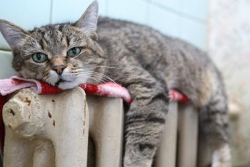 Фотография к новости: Авария на теплотрассе Степногорска: без тепла остаются ещё четыре дома