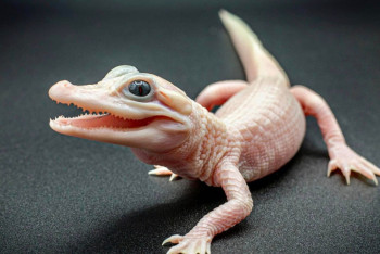 Фотография к новости: Редчайший белый детёныш аллигатора появился на свет в зоопарке США