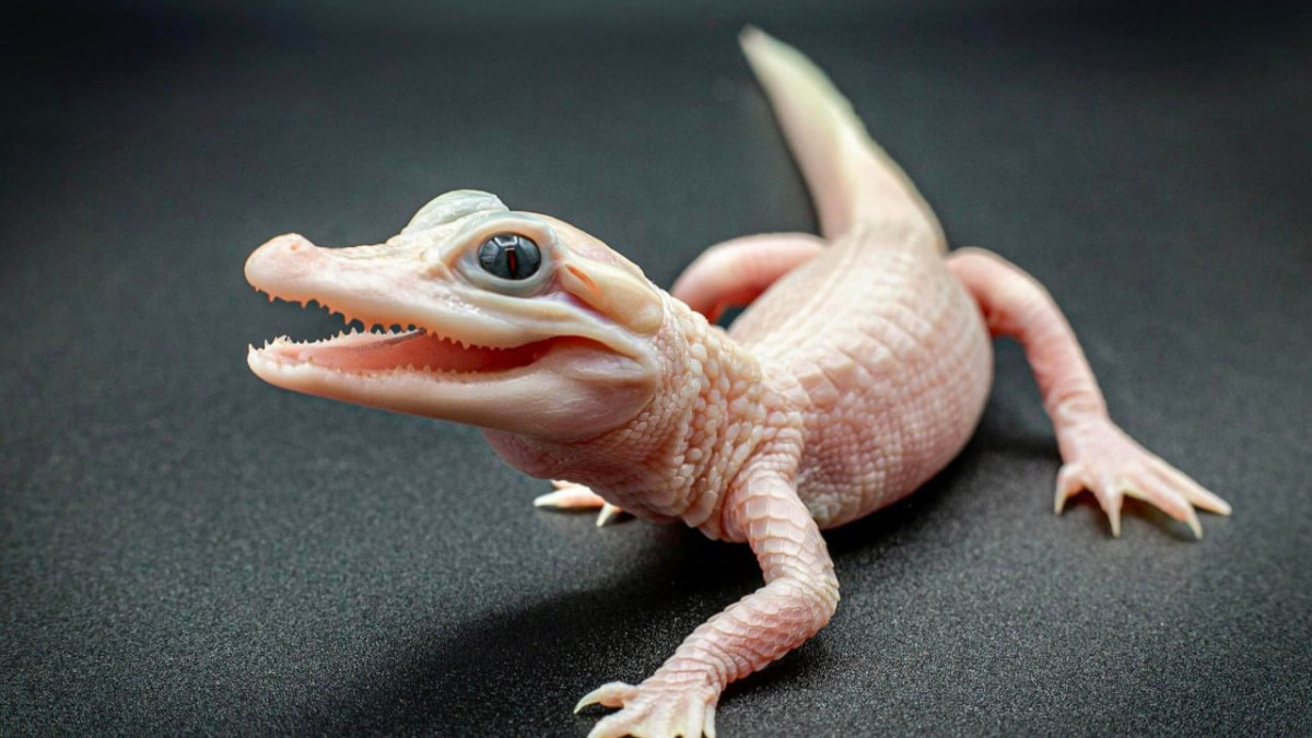 Facebook/Gatorland Orlando