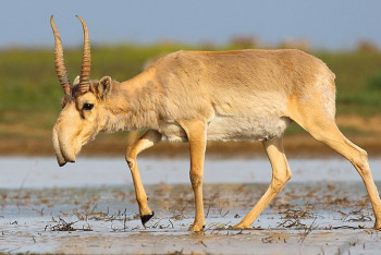 Сайгак перестал быть исчезающим видом — Международный союз охраны природы