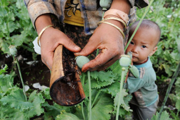 Крупнейшим производителем опиума в мире стала Мьянма