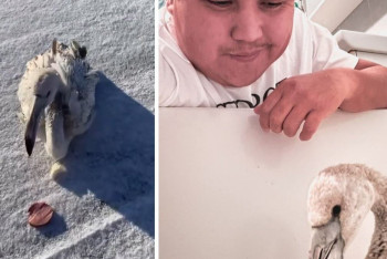 Потерявшегося фламинго приютил блогер из Актау