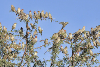 Орнитологи объяснили, почему птицы поют каждый день