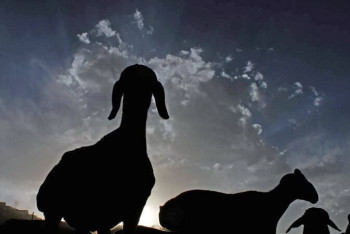 Фотография к новости: Группу скотокрадов задержали в Астане