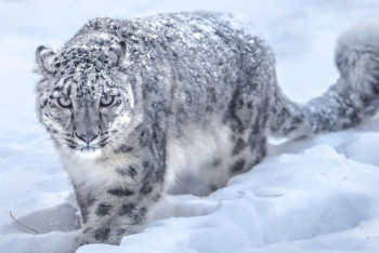 Численность снежных барсов в Казахстане достигла рекордно низкого уровня