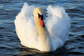 Фотография к новости: Лебедя спасли из ледяного плена в Таразе