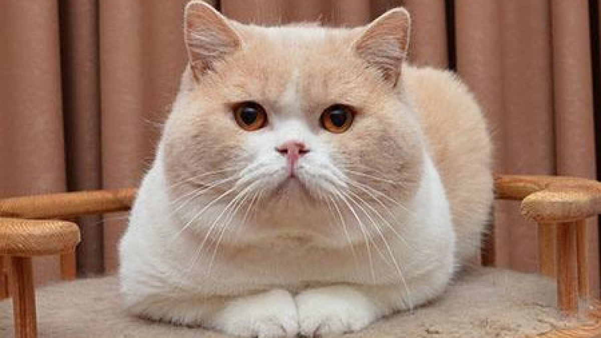 пресс-служба ДП области Абай