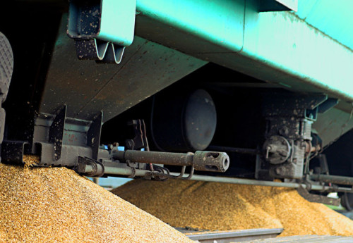 Фотография к новости: "Серая" пшеница из России в Казахстан завозится вагонами и машинами – фермеры