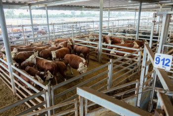 Казахстанские фермеры будут внедрять австралийские методы животноводства