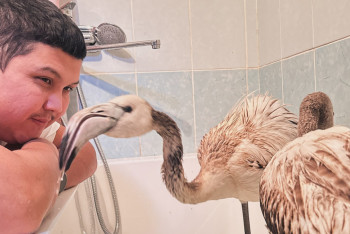 Фотография к новости: Только один из спасённых птенцов фламинго выжил при перелёте в Алматинский зоопарк