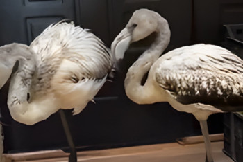 Фотография к новости: В Алматинском зоопарке рассказали о судьбе выжившего фламинго из Актау