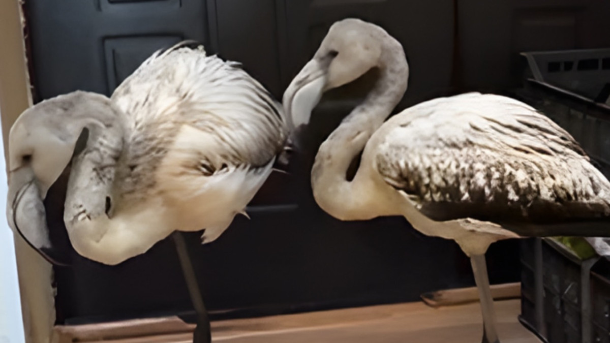 instagram.com/almatyzoo