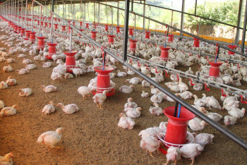 Идея на сотни миллионов: корм для птиц из шкур производят в СКО