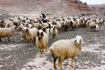 Фотография к новости: Рысь загрызла отару овец в СКО