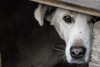 Пропавшая собака шесть лет жила в лесу
