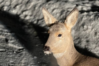 Спасение сбитой косули на трассе в Кокшетау умилило пользователей соцсетей