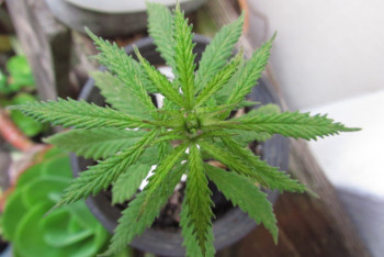 Фотография к новости: Медицинский каннабис узаконили в Украине