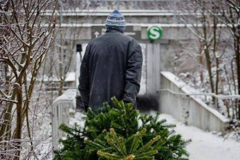 Двухметровую ель за 200 тысяч тенге украл житель Тараза