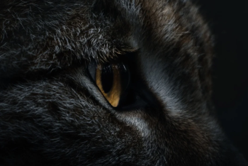 Фотография к новости: Отару овец загрыз неизвестный хищник в СКО