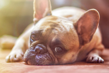 Первый ресторан изысканной кухни для собак открыли в Риме