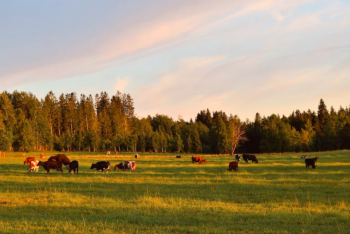 В Казахстане введут жесткий запрет касательно общественных пастбищ