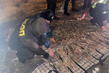 Фотография к новости: Рога сайги на 2 млрд тенге изъяли у иностранца в Костанайской области