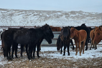 Фотография к новости: Новый национальный бренд появился в Казахстане