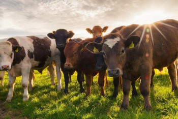 План развития животноводства определили в Казахстане