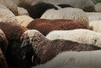 Фотография к новости: Запрет на вывоз маточного поголовья скота подлили в Казахстане
