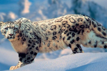 Снежный барс стал официальным символом Кыргызстана