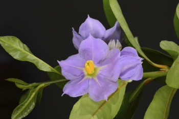 Фотография к новости: США тратят на спасение двух видов рыб половину своего экологического бюджета